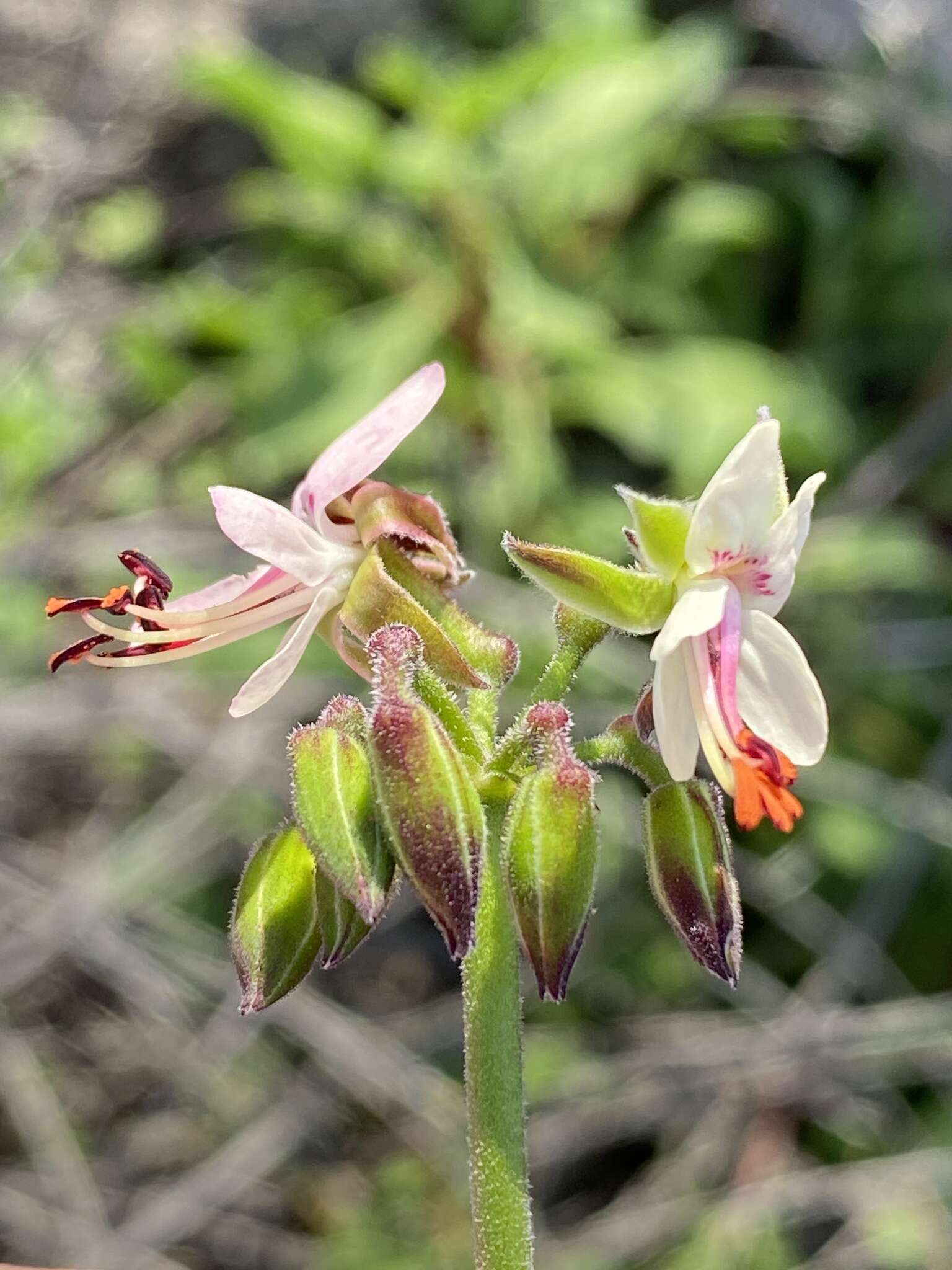 Image of Pelargonium laxum (Sweet) G. Don