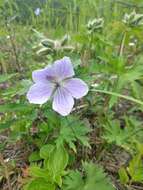 Imagem de Geranium erianthum DC.