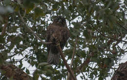 Image of New Zealand Falcon