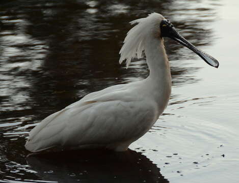 Image of Royal Spoonbill