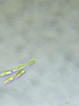 Image of Dinobryon sertularia