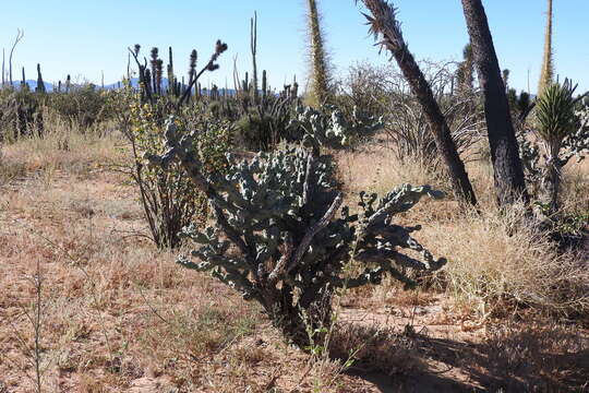 Image of Cylindropuntia cholla (F. A. C. Weber) F. M. Knuth