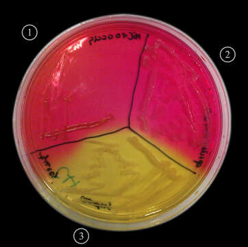 Image of Micrococcus