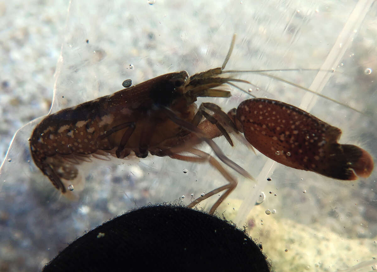 Image of Dirty sand goby shrimp