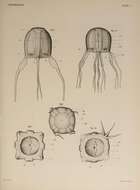 Image de Tripedalia cystophora Conant 1897