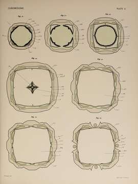 Image of Tripedalia cystophora Conant 1897