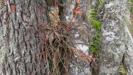 Image of Tillandsia butzii Mez