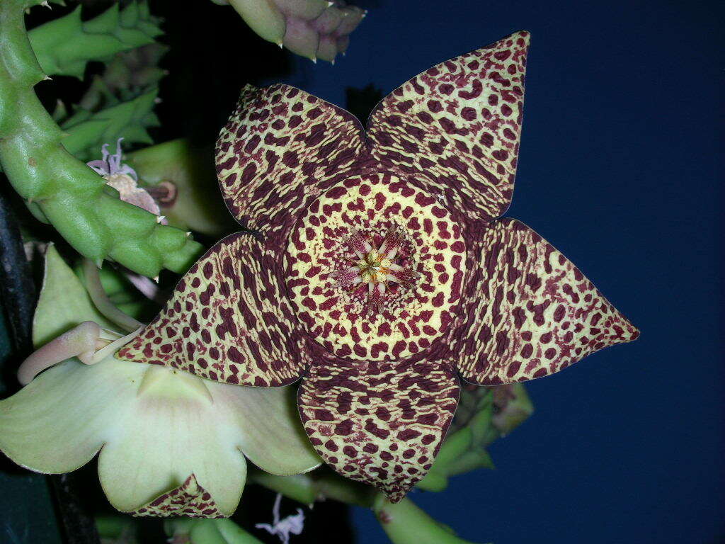 Image de Ceropegia mixta (Masson) Bruyns