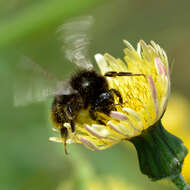 Plancia ëd Sonchus arvensis L.