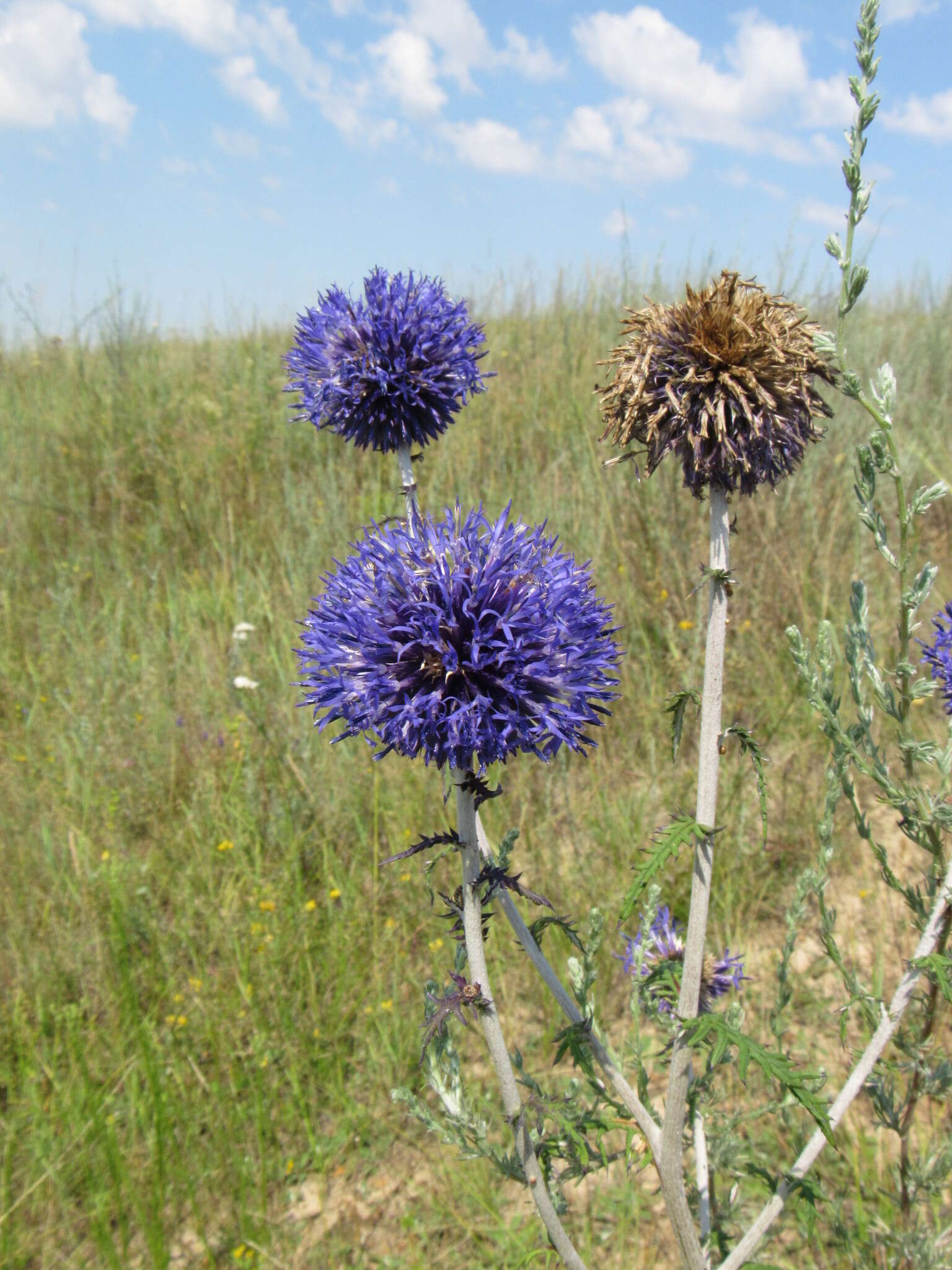 Image of southern globethistle