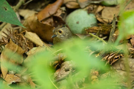 Image of Dusky Fulvetta