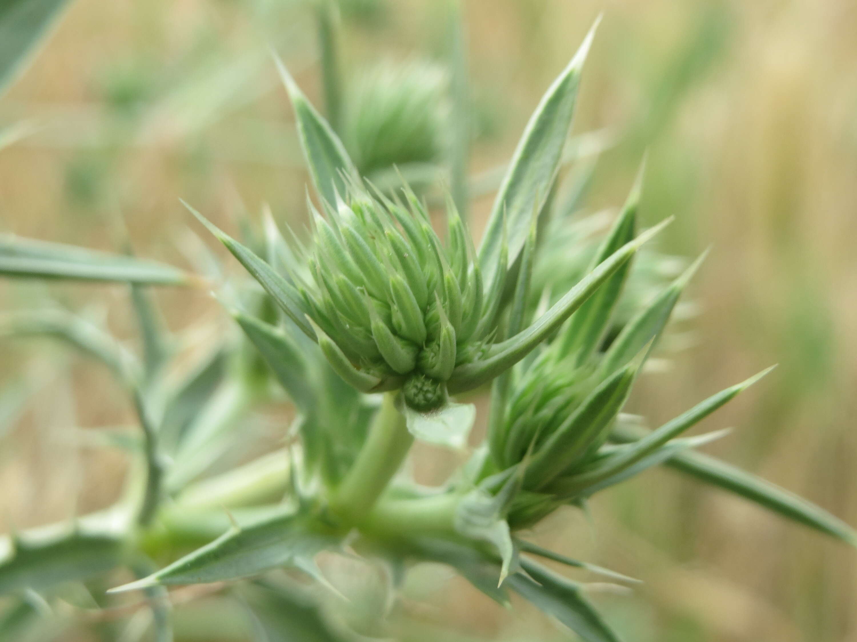 Imagem de Eryngium campestre L.