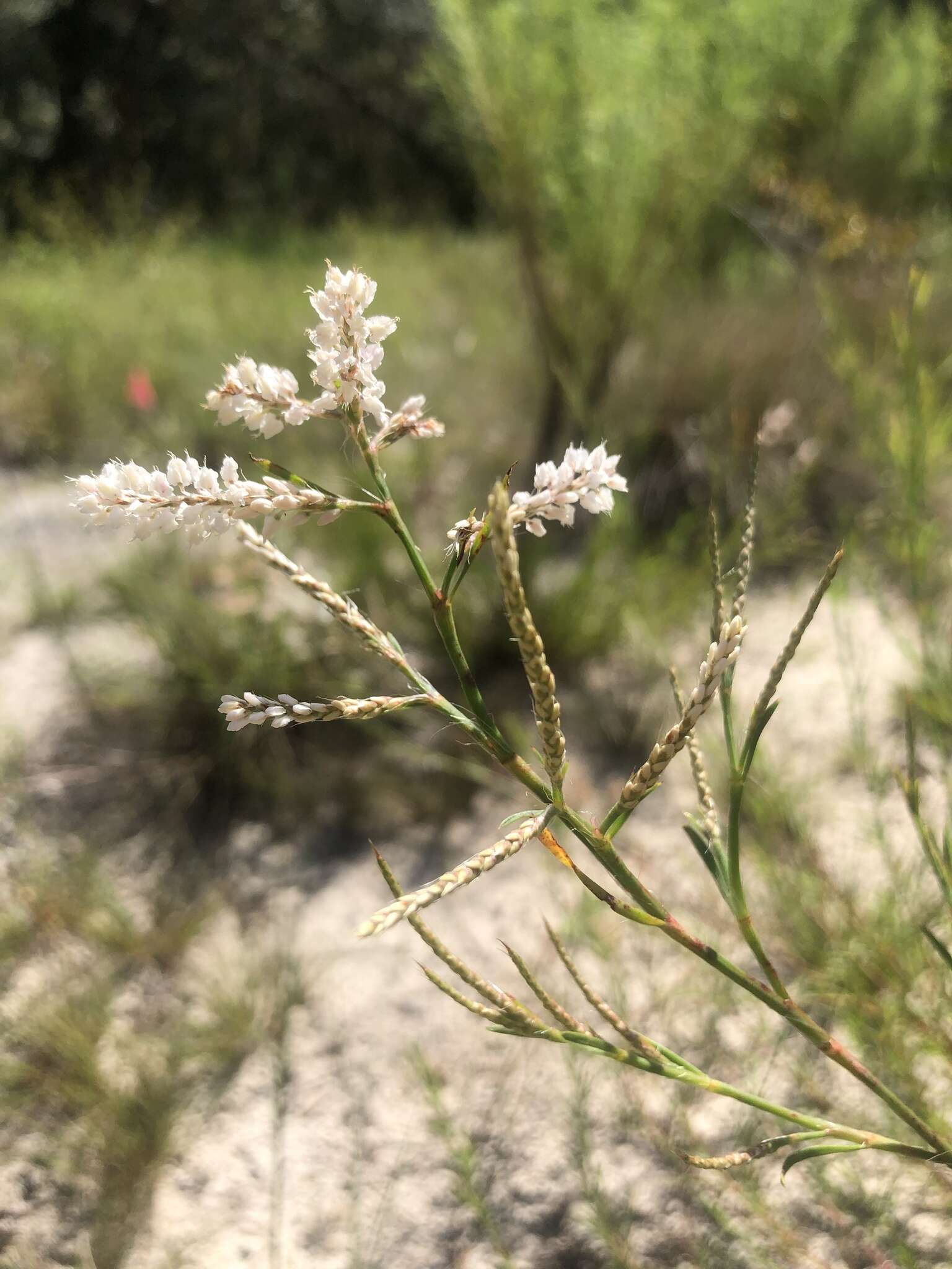 Polygonella robusta (Small) G. L. Nesom & V. M. Bates resmi