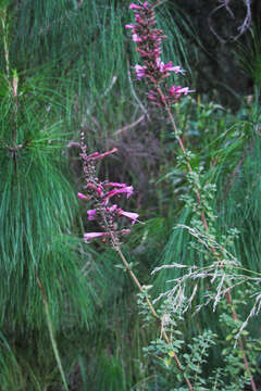 Image of Syncolostemon densiflorus Benth.