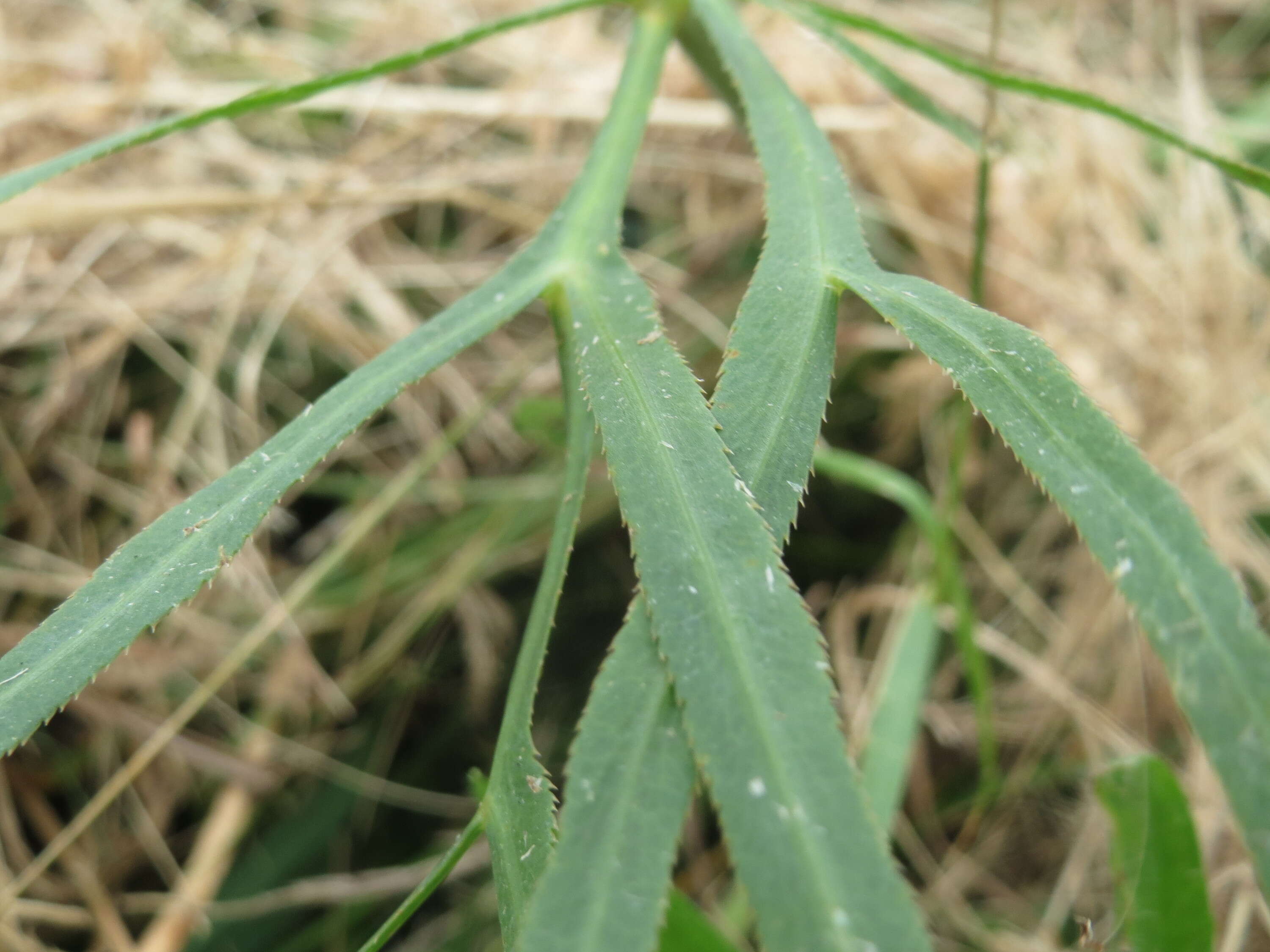 Image of longleaf