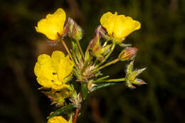 Image of Hibbertia fasciculiflora K. R. Thiele