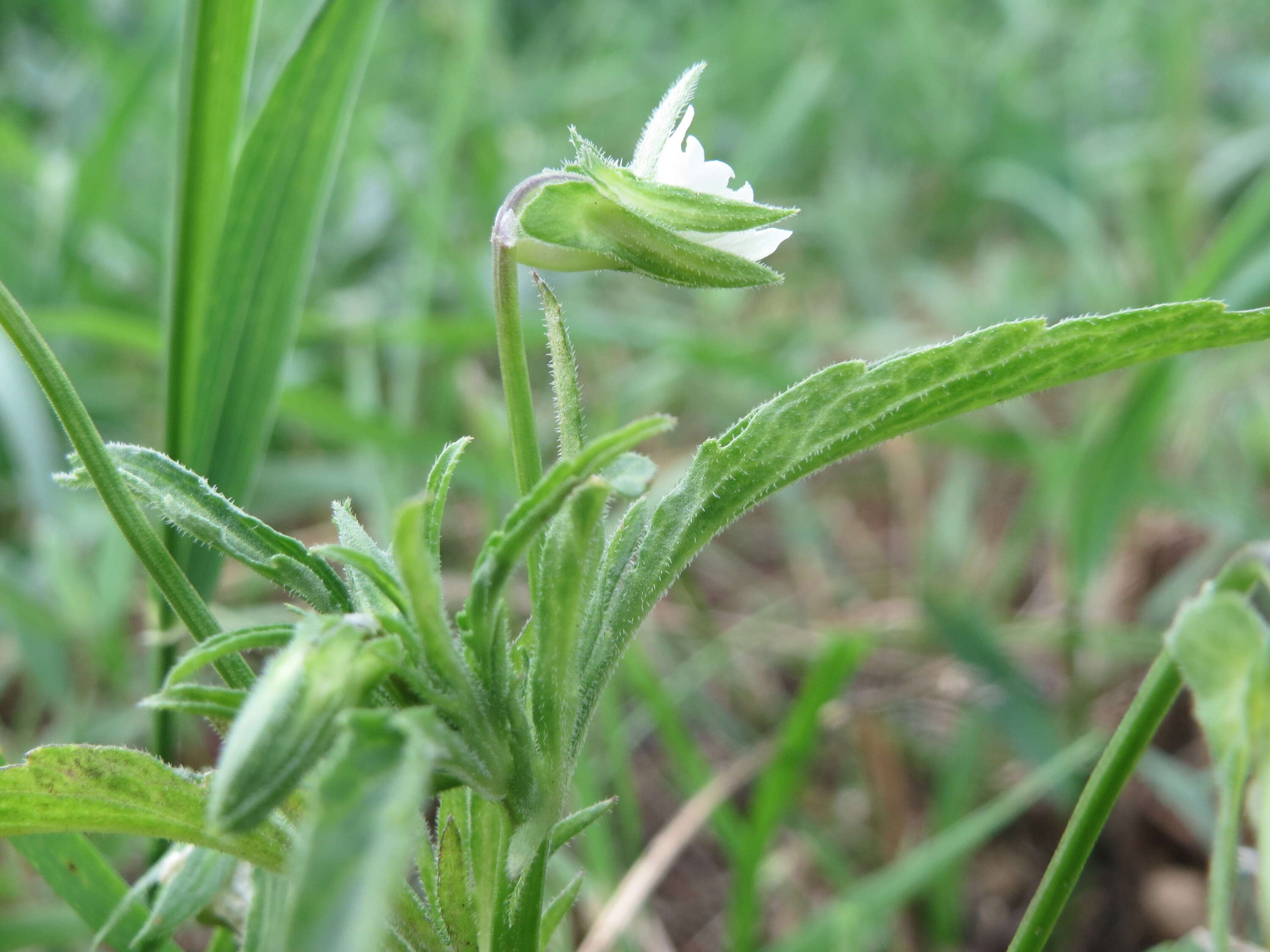 Слика од Viola arvensis Murray