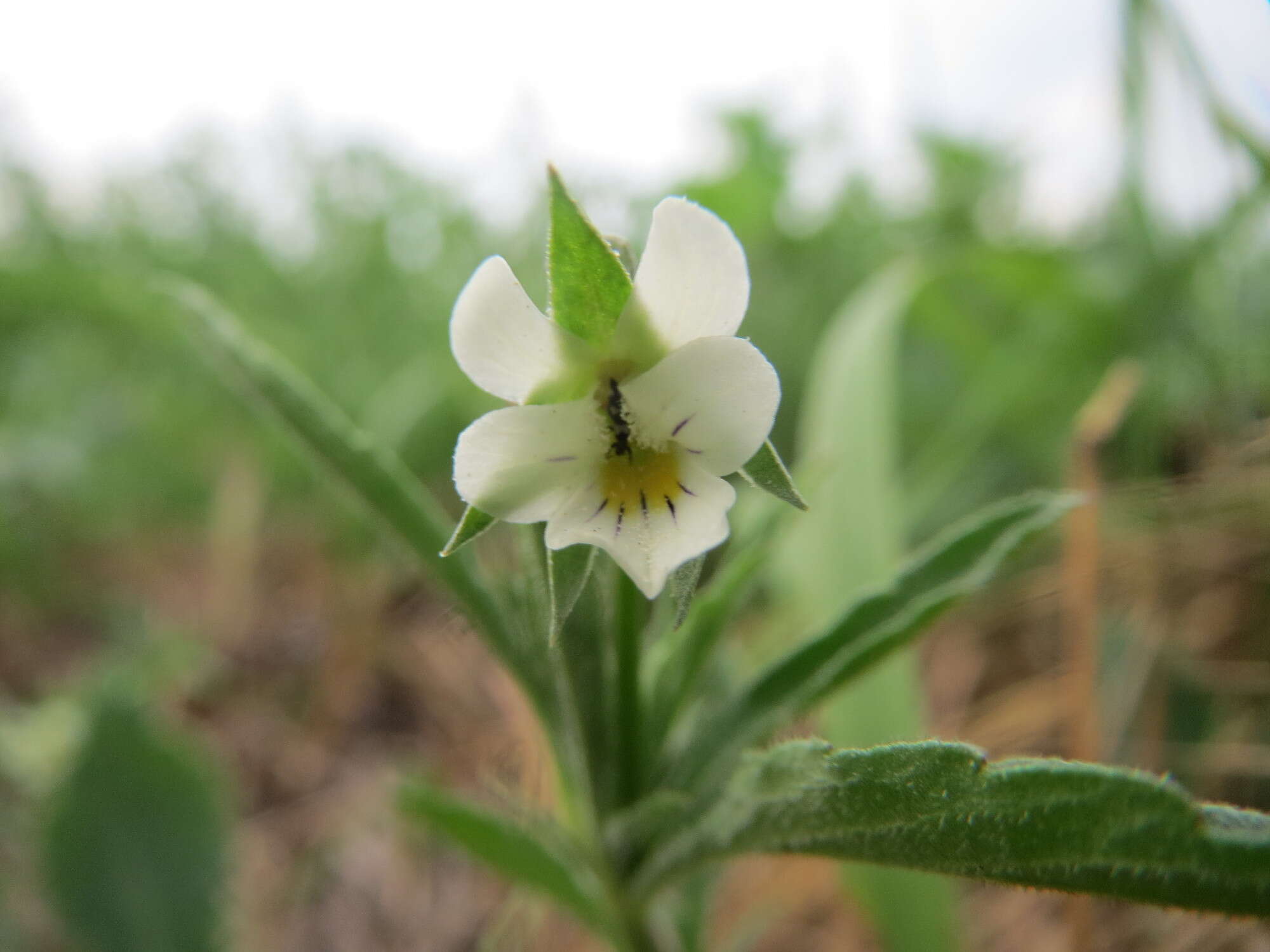 Слика од Viola arvensis Murray