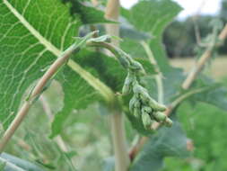 Image of prickly lettuce