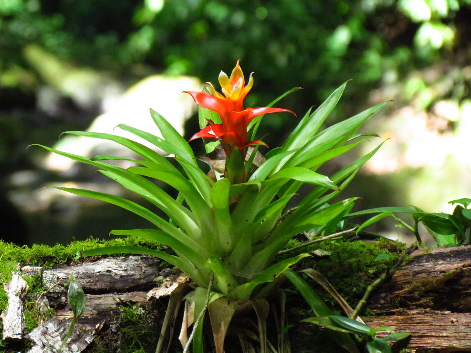 Image of droophead tufted airplant