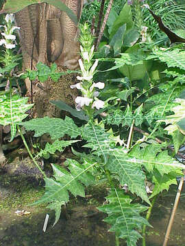 Image of acanthus