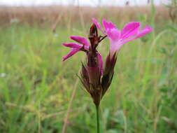 Image of carthusian pink