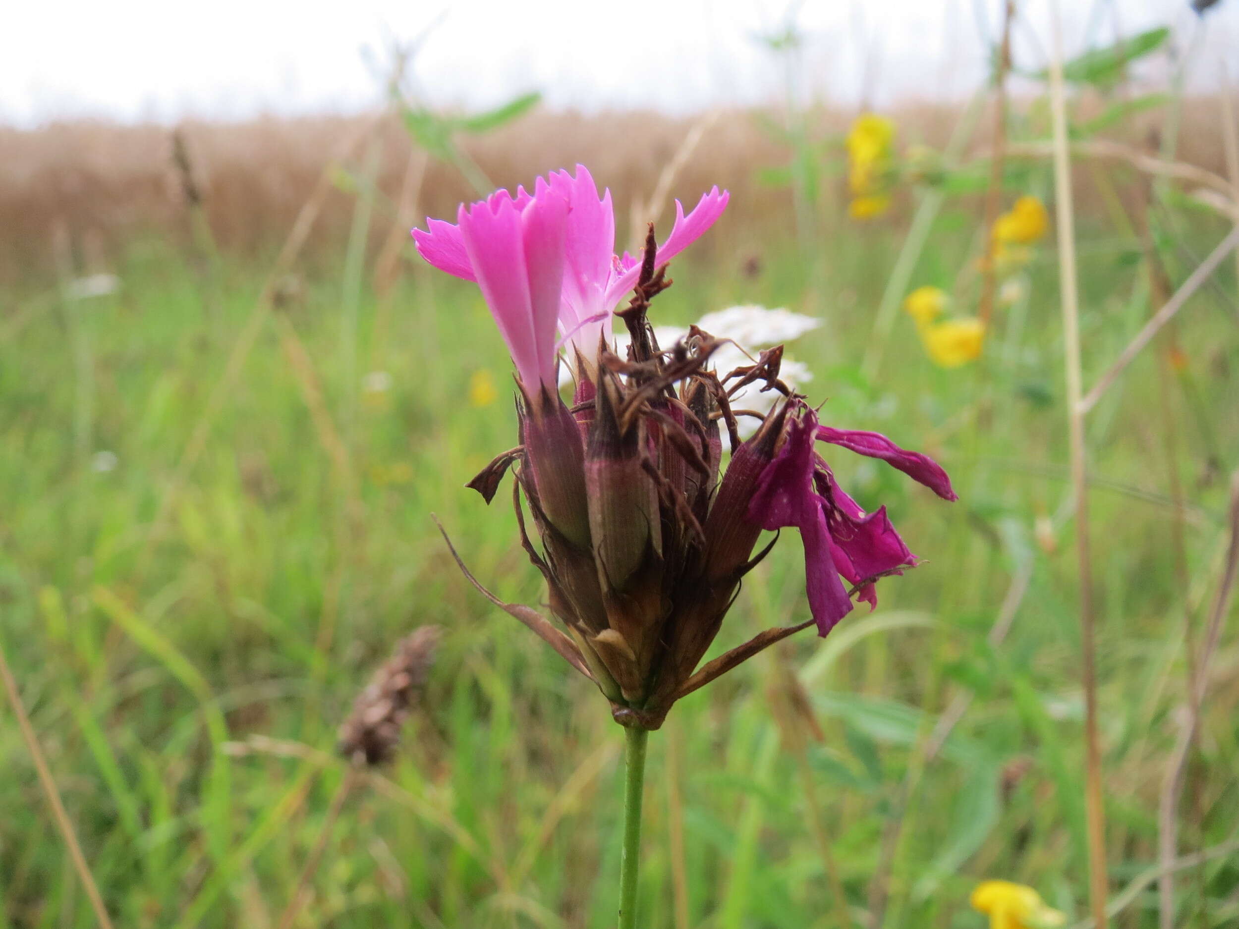 Image of carthusian pink