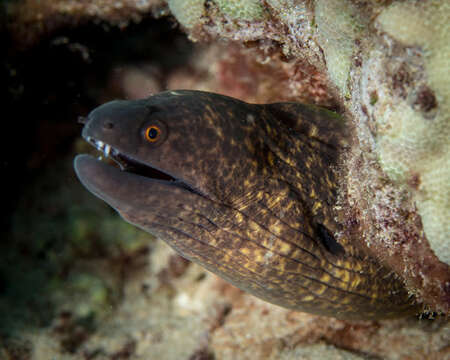 Image of Yellow edged moray