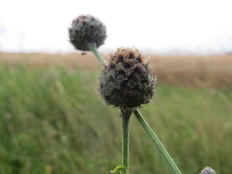 Centaurea scabiosa L. resmi