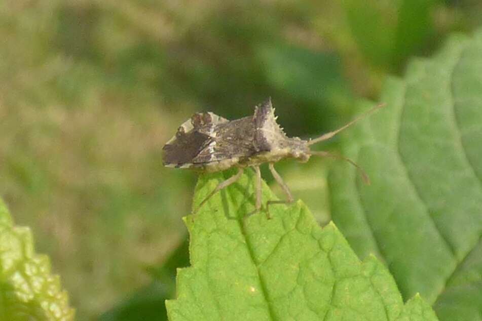 Image of Cletomorpha hastata (Fabricius 1787)