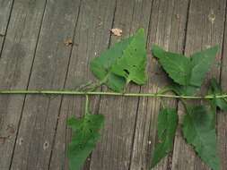 <i>Silphium <i>perfoliatum</i></i> var. perfoliatum resmi