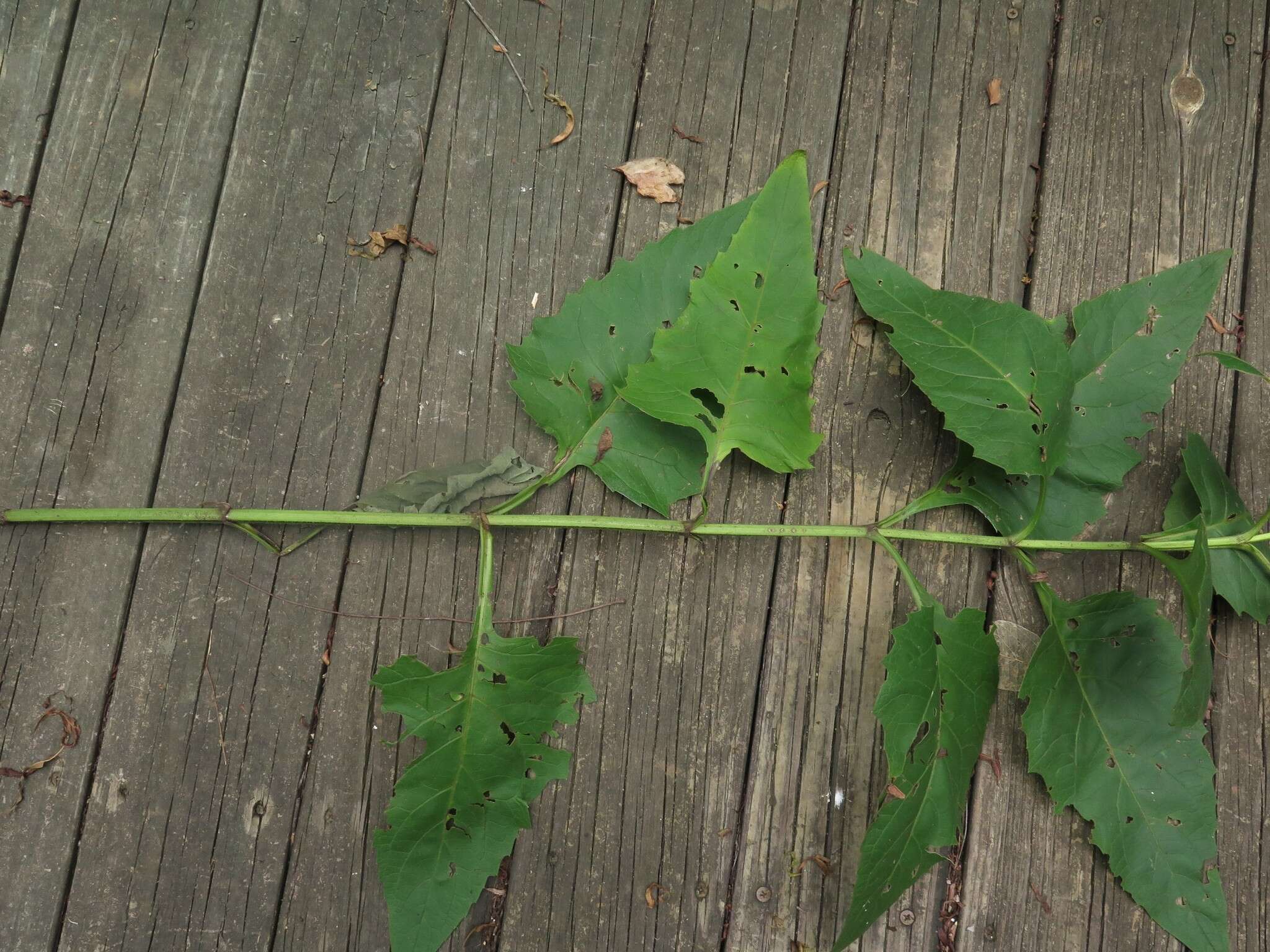 <i>Silphium <i>perfoliatum</i></i> var. perfoliatum resmi