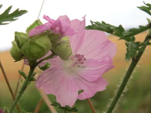 Image of musk mallow