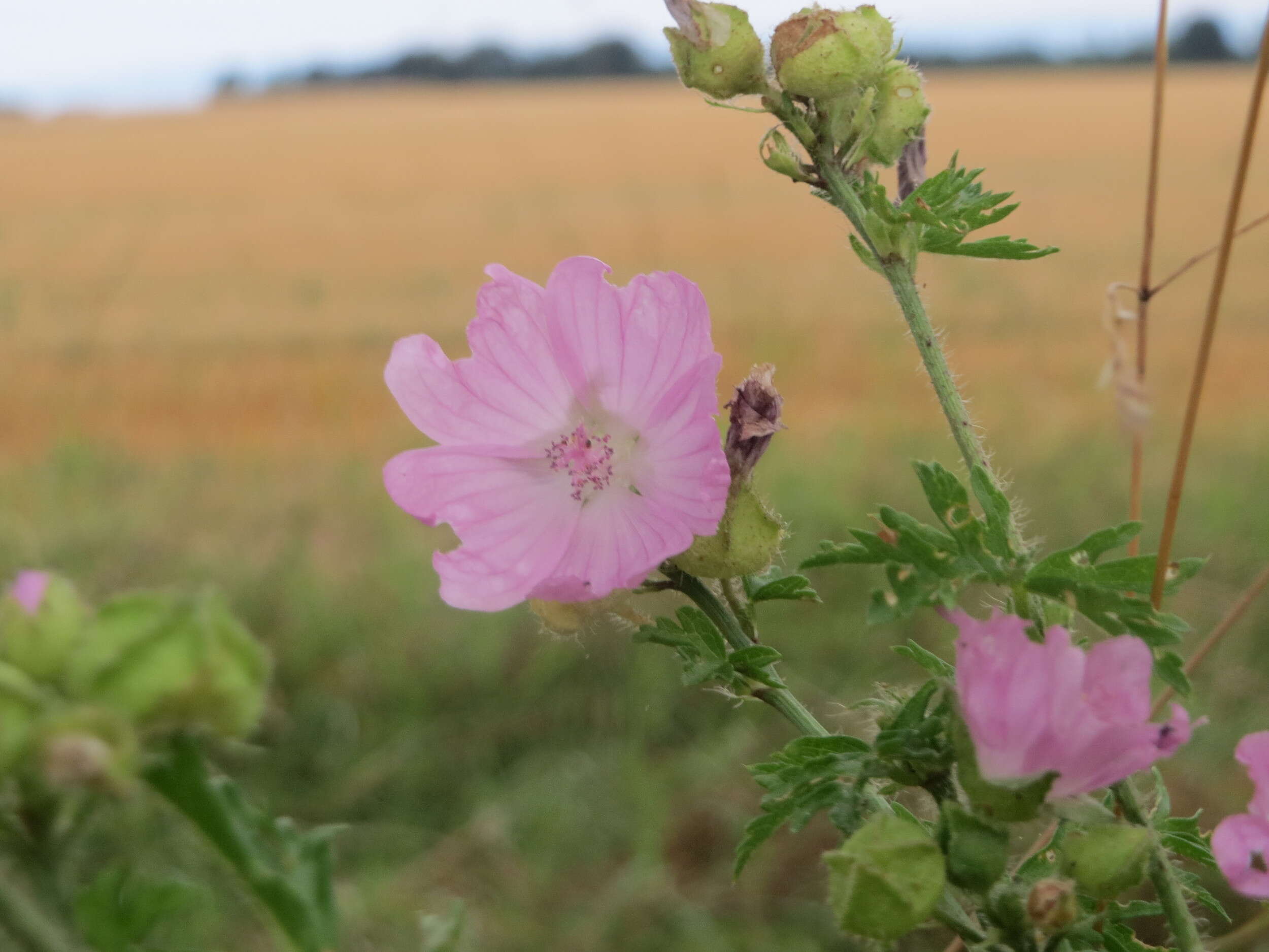 Image of musk mallow