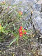 صورة Collomia biflora (Ruiz & Pav.) A. Brand