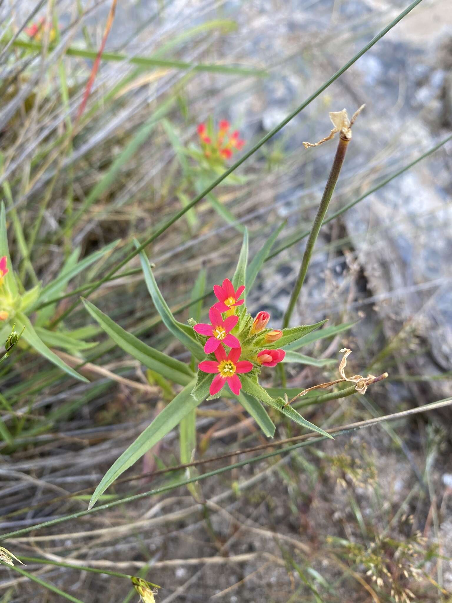 صورة Collomia biflora (Ruiz & Pav.) A. Brand