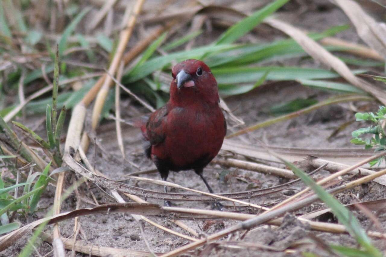 Image of Black-bellied Firefinch