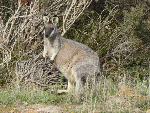 Image of western brush wallaby