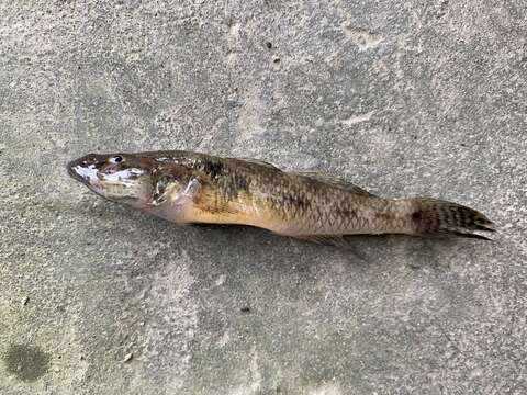 Image of Glossogobius