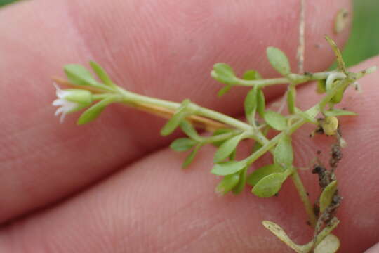 Image of pygmy starwort