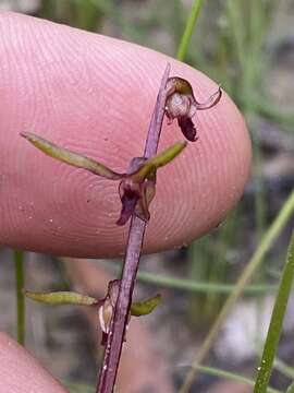 Image of Genoplesium baueri R. Br.