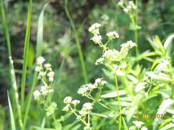 Plancia ëd Galium rubioides L.