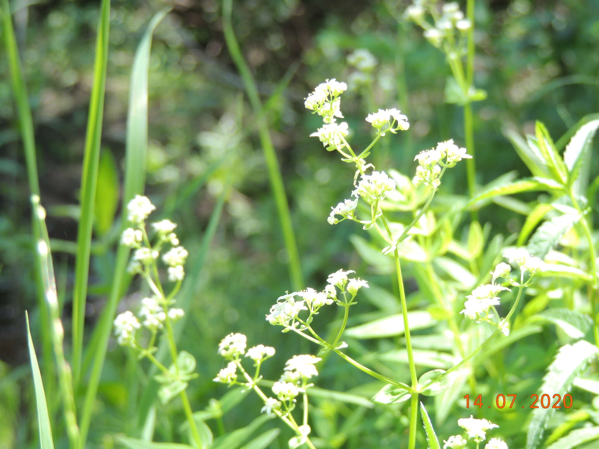 Plancia ëd Galium rubioides L.