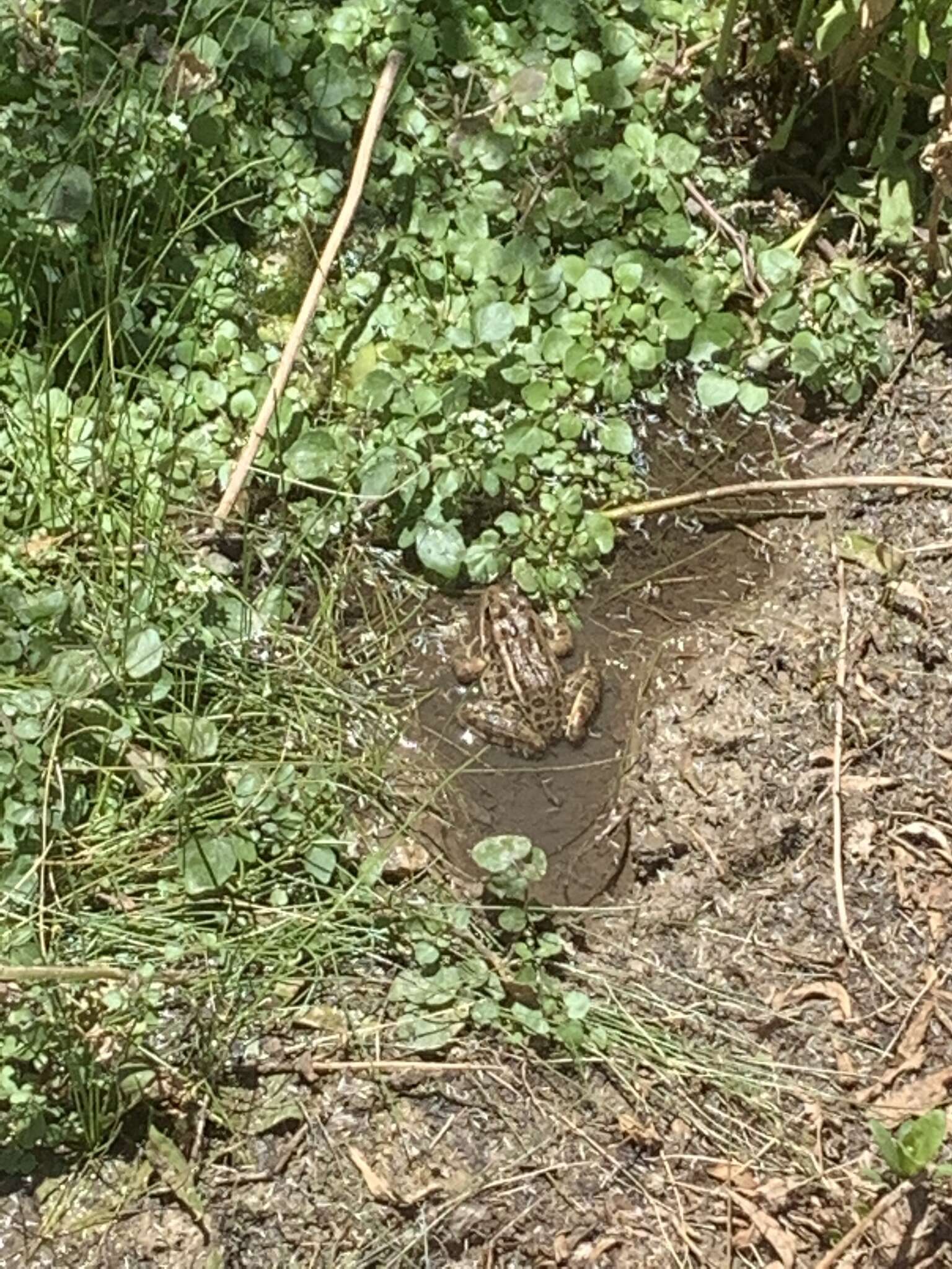 Image de Lithobates onca (Cope ex Yarrow 1875)