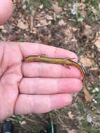 Image of Southern Two-lined Salamander