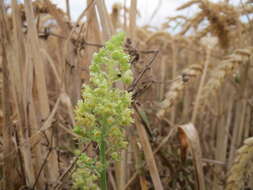 Слика од Reseda lutea L.