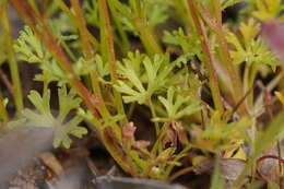 Image of Trachymene cyanopetala (F. Müll.) Benth.