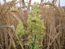 Слика од Reseda lutea L.