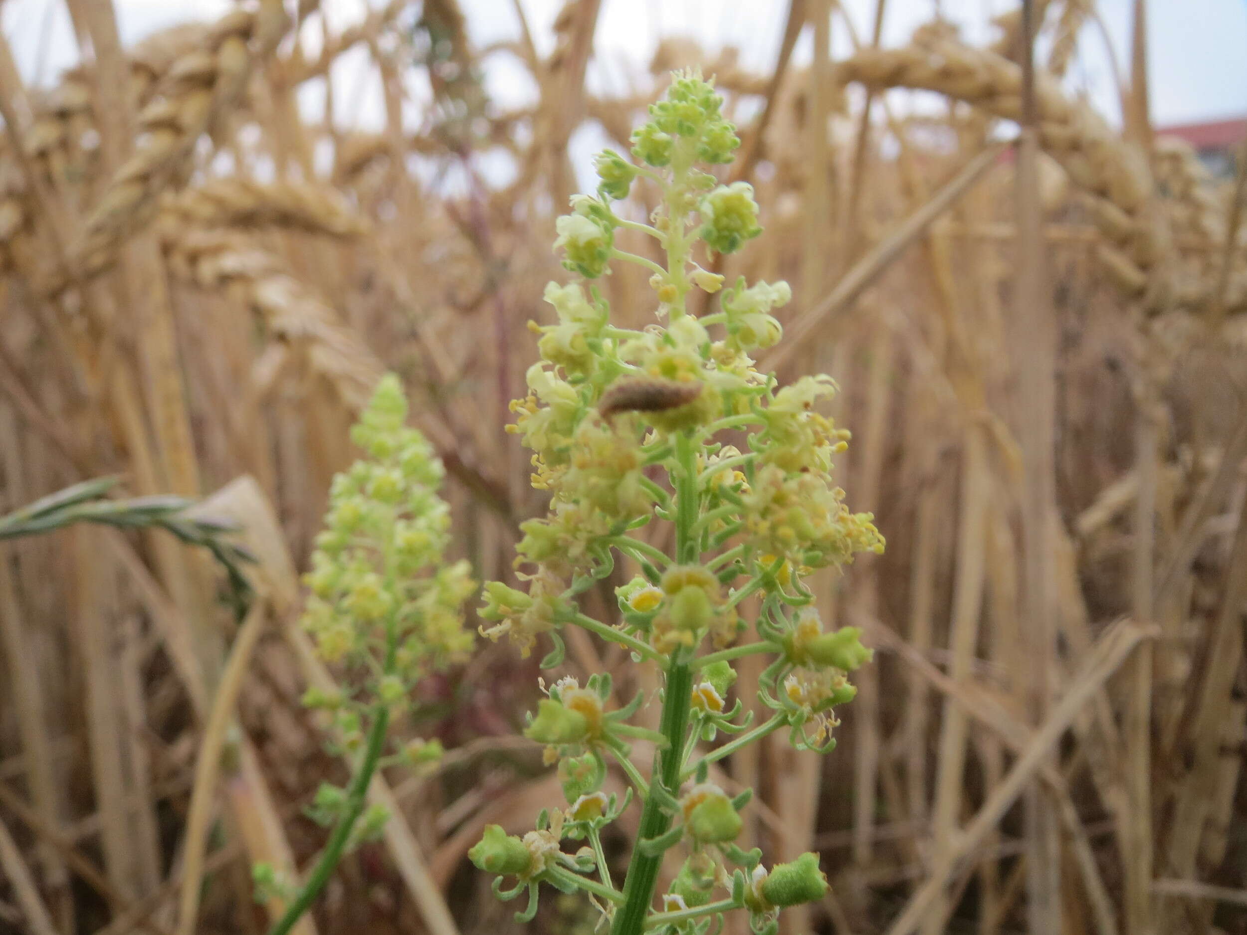 Слика од Reseda lutea L.