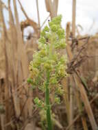 Слика од Reseda lutea L.